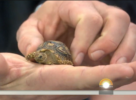 John Cena, Baby Turtle John Cena, Baby Turtle